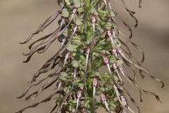 Himantoglossum hircinum