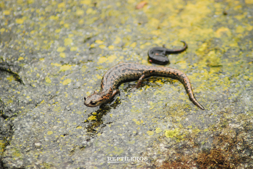 Mixteca False Brook Salamander
