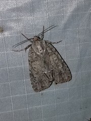 Acronicta increta