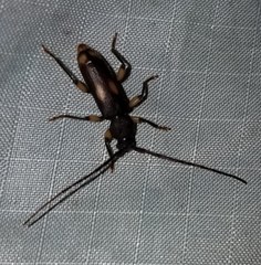 Tylonotus bimaculatus