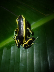 Dendrobates truncatus