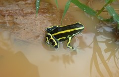 Dendrobates truncatus
