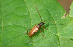 Lepturopsis biforis