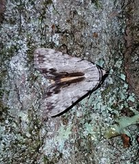 Catocala gracilis