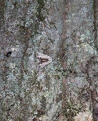 Catocala gracilis