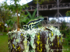 Dendrobates truncatus