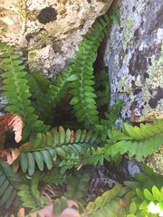Polystichum imbricans