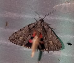 Catocala coccinata