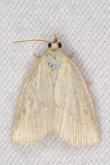 Protodeltote albidula