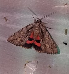 Catocala coccinata