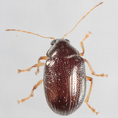 Rhabdopterus