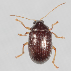 Rhabdopterus