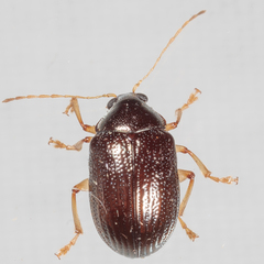 Rhabdopterus