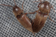 Diplostethus texanus