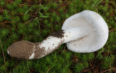 Amanita longipes