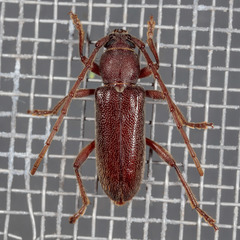 Anelaphus moestus