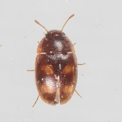 Litargus tetraspilotus