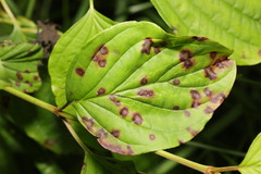 Sphaerulina cornicola