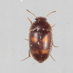 Litargus tetraspilotus