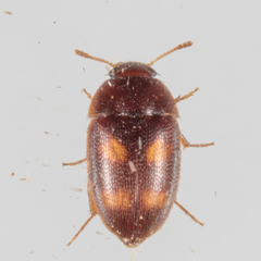 Litargus tetraspilotus