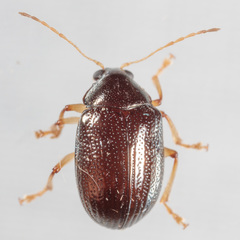 Rhabdopterus