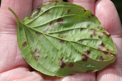 Sphaerulina cornicola