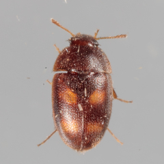 Litargus tetraspilotus