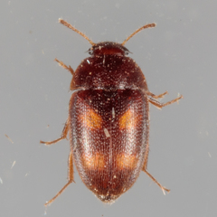 Litargus tetraspilotus