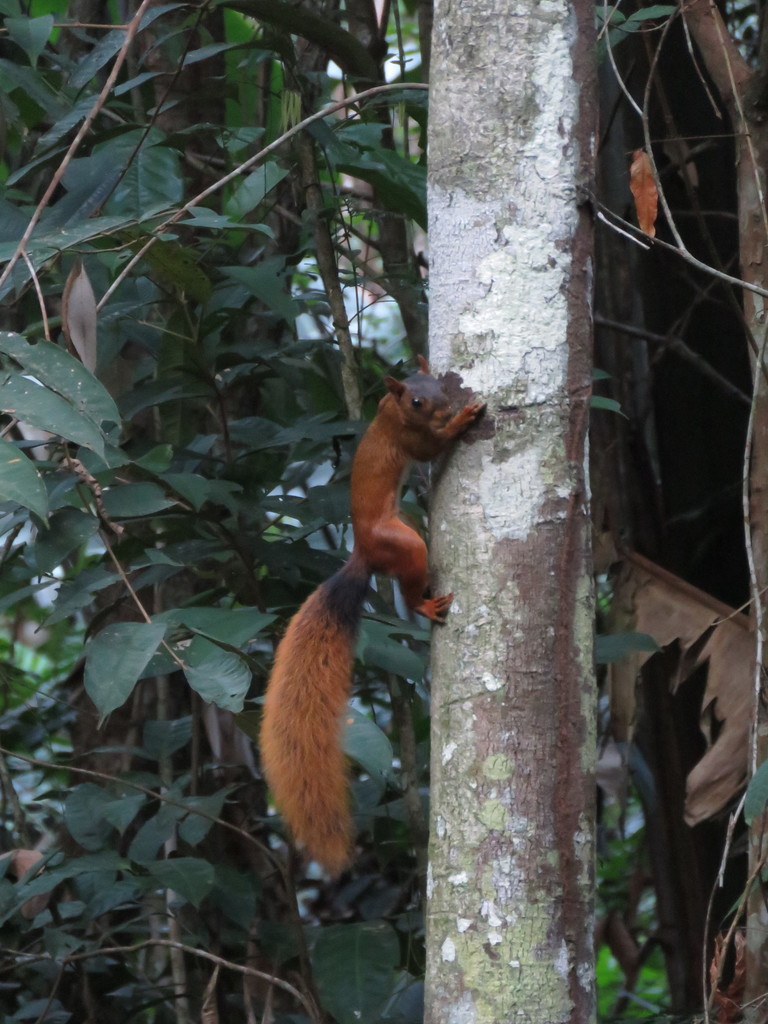 Southern Amazon Red Squirrel