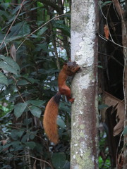 Sciurus spadiceus