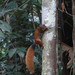 Ardilla Roja Sur Amazónica - Photo (c) Vincent A. Vos, algunos derechos reservados (CC BY-NC), uploaded by Vincent A. Vos