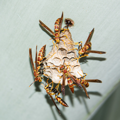 Polistes instabilis