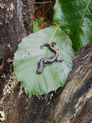 Mixteca Alta Salamander photo 4