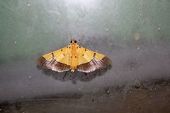 Endocrossis
