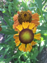 Helenium flexuosum