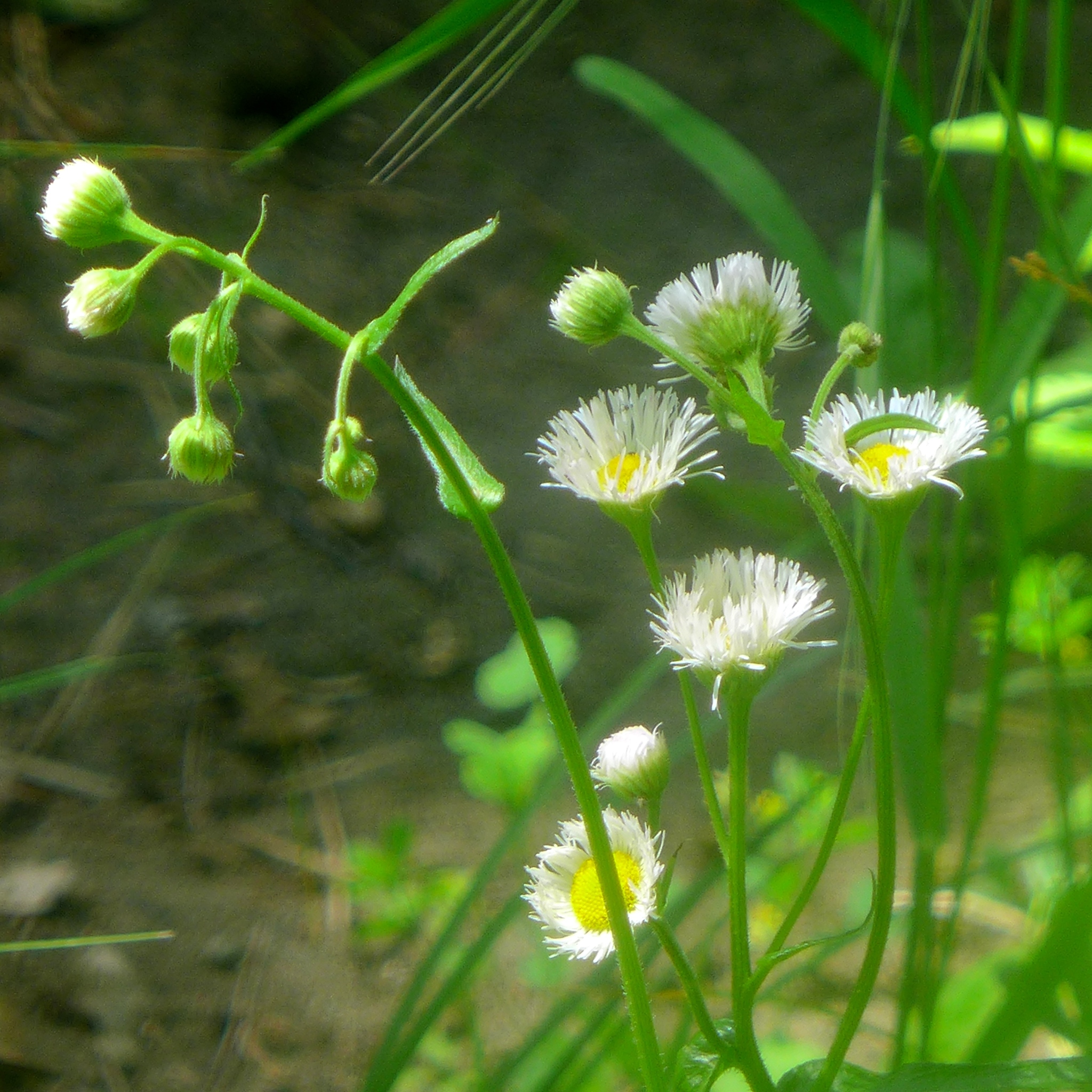 Erigeron philadelphicus var. philadelphicus