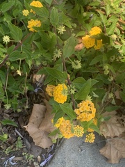 Lantana × hybrida