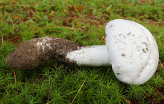 Amanita longipes