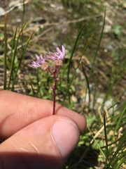 Lithophragma glabrum