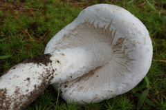 Amanita longipes