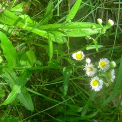 Erigeron philadelphicus philadelphicus