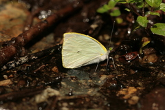 Leptophobia eleusis eleusis