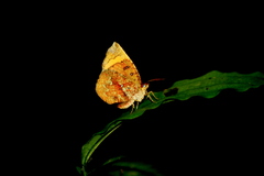 Callidula erycinoides