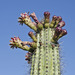 Organ Pipe Cactus - Photo (c) Ad Konings, some rights reserved (CC BY-NC), uploaded by Ad Konings