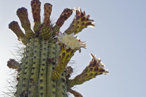 organ pipe cactus