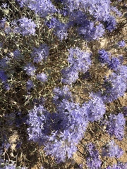 Eriastrum densifolium