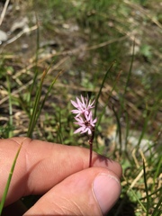 Lithophragma glabrum