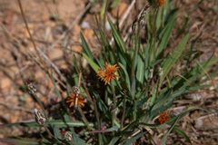 Agoseris aurantiaca