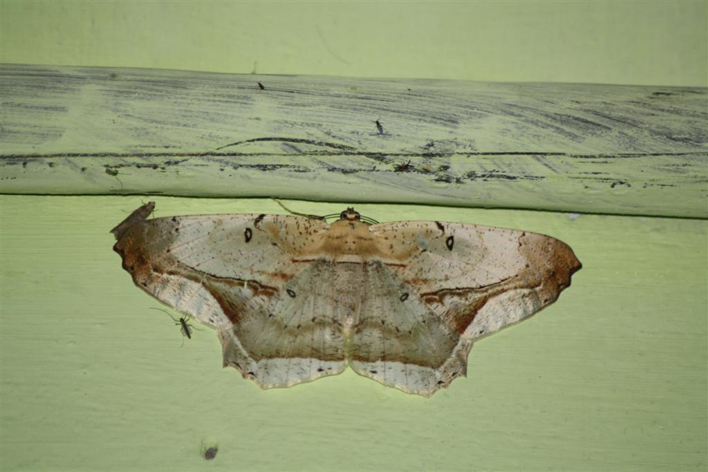 Chorodna metaphaearia