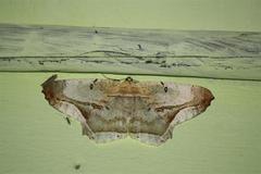 Chorodna metaphaearia